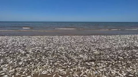 Aparecen miles de peces muertos en Texas y este es el fenómeno que lo causó