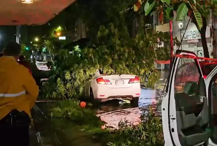 ¡Se libra de la muerte! Hombre se salvó de morir aplastado por un árbol tras tormenta en Zona Metropolitana de Guadalajara
