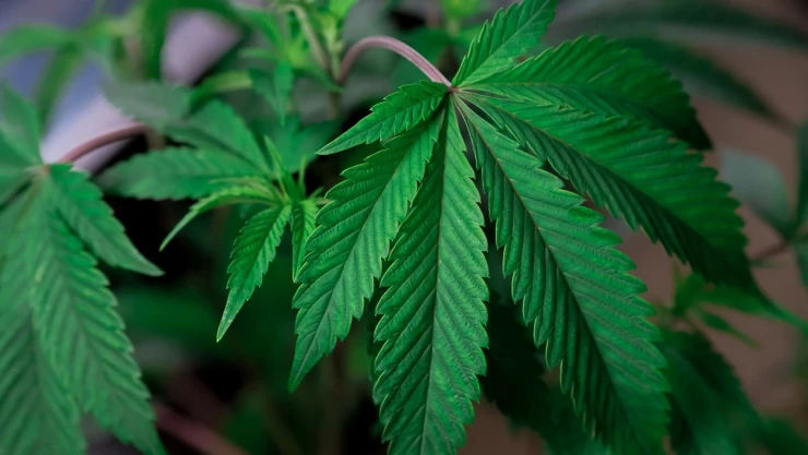 marihuana resolución Sánchez Cordero