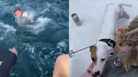 perrito es rescatado de altamar.png