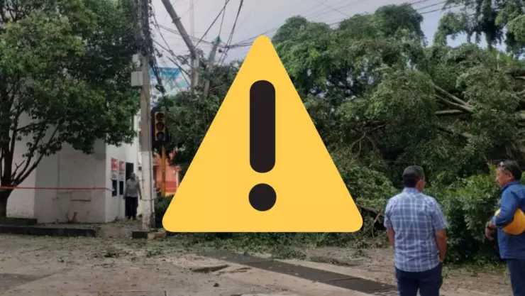 ¿Quién paga si te cae un árbol en el coche en Veracruz?