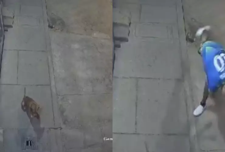 VIDEO | ¡SENSIBLE! Sujeto agrede con una piedra a un perro de la calle
