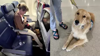 perros-asistencia-eu-2