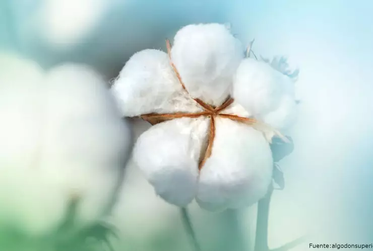 algodon