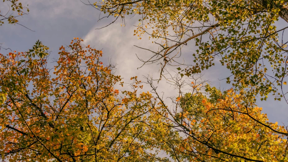 Otoño Ciudad Juárez 2025.png