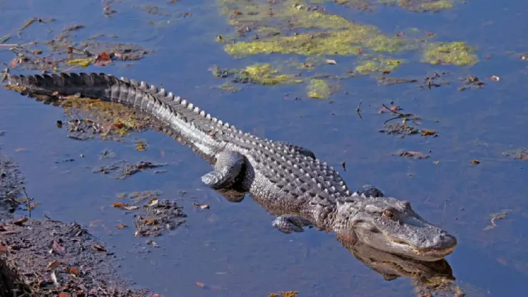 Sin un macho, cocodrilo virgen logra poner macho