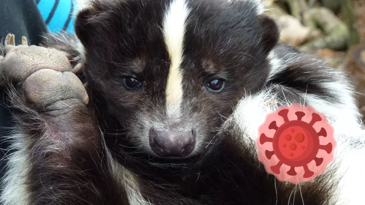 Primer caso de rabia humana en Zacatecas tras mordedura de zorrillo