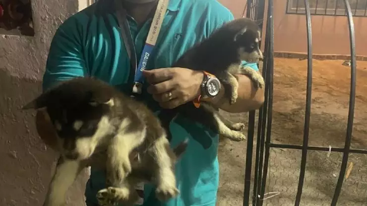 Rescatan a perritos en Cancún por posible maltrato animal