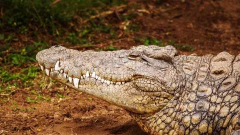 cocodrilo granja Sinaloa