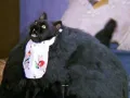 salem-saberhagen-sabrina-la-bruja-adolescente