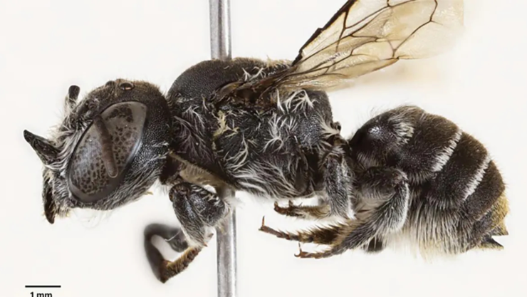 abeja “Lucifer”