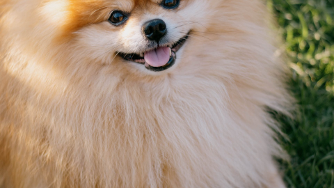 Un perrito pomerania estuvo a punto de morir estrangulado en un elevador