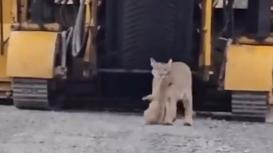 Mamá puma rescata a su cría de maquinaria en obra de construcción