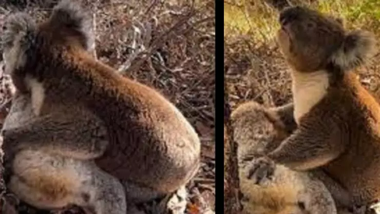 Desgarrador momento de un koala en duelo por la muerte de su compañera; video.jpg