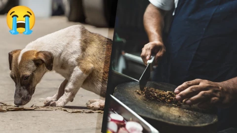 FOTO Exhiben cabeza de perro en taquería de México