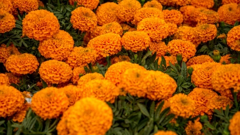 Cempasúchil flor del Día de Muertos China
