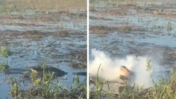 El cocodrilo realizó un espectacular salto para poder capturar el dron que lo grababa para masticarlo y destrozarlo.