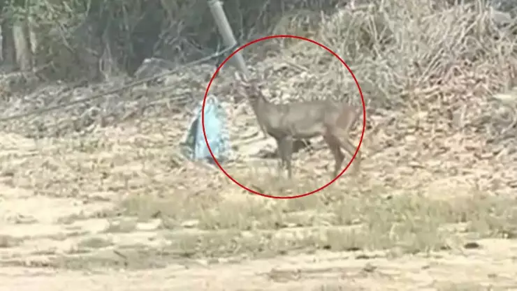 Captan ejemplar de Venado cola blanca en el Fraccionamiento Los Héroes