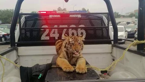 Cachorro de tigre se escapa y deambula en calles de Cuautitlán Izcalli, Edomex