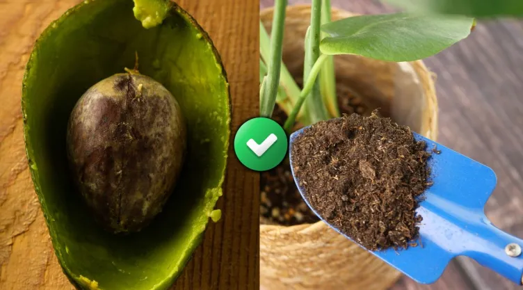 /estilo-de-vida/3-ideas-reutilizar-cascara-aguacate-casa