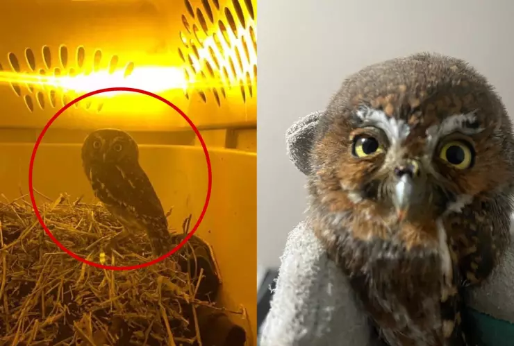 Rescate de ave duende, Mochuelo en Fraccionamiento Zakia, El Marqués, Querétaro