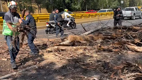 arboil caído en Río Churubusco.png