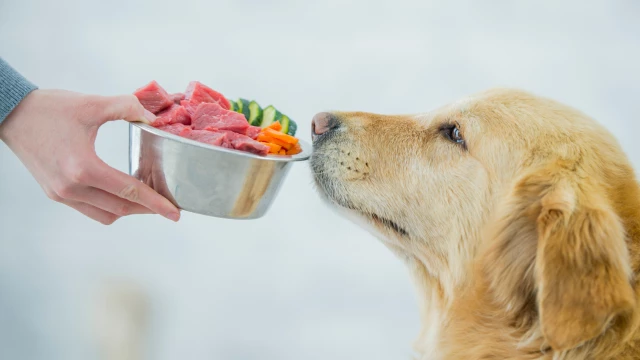 Alerta: El alimento para perros que fue retirado del mercado por bacterias peligrosas