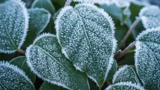 ¡Precaución! Prevén ambiente fresco a frío y posibles heladas en estas zonas de Veracruz ¿Cuándo?