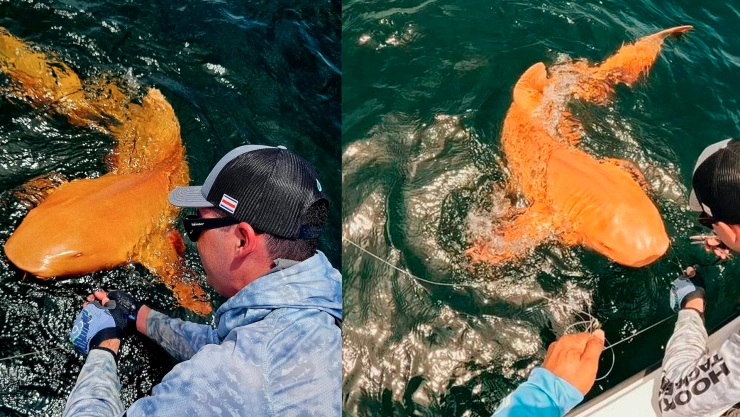 Tiburón naranja Costa Rica