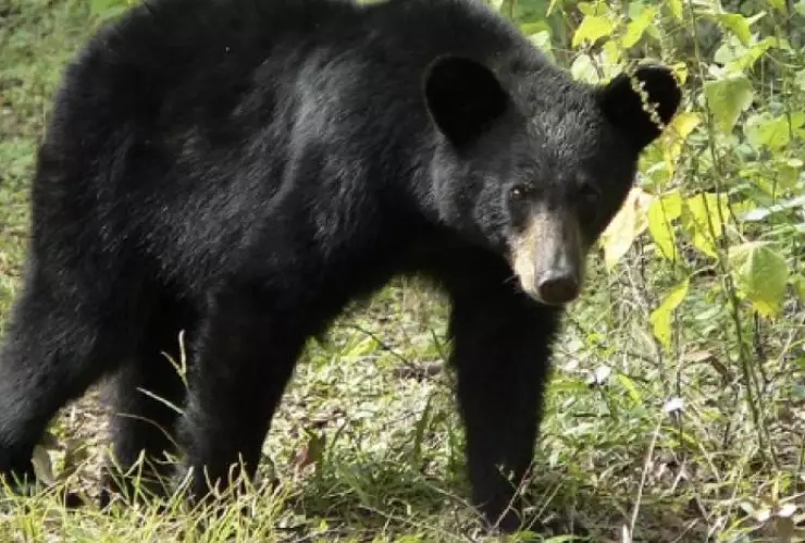 Profepa presenta denuncia por asesinato de oso negro en Coahuila
