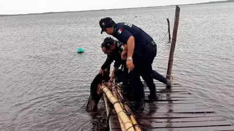 ¡Héroes! Policías salvan a perro de morir ahogado en Río Lagartos, Yucatán tras huracán Milton.jpg