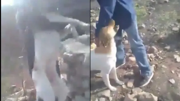 VIDEO: Jóvenes arrojan a perro a un pozo y luego le avientan grandes piedras