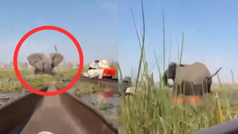 Peligro en safari de Botswana: elefante embiste a turistas