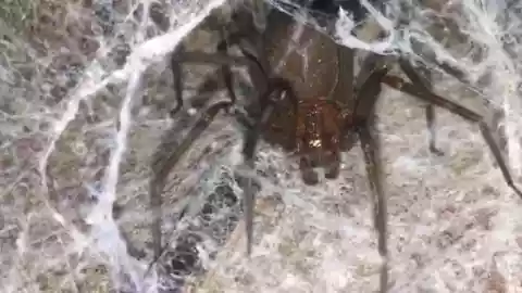 Araña violinista_ ¿Cuáles son las características de su telarañ?