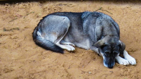 Perrito en Champotón es ASESINADO con arma de fuego; exigen justicia