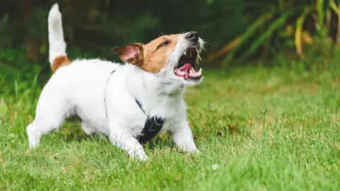 Los perros y los aullidos: ¿qué significan?