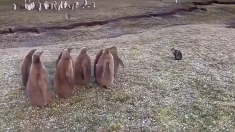 Así reaccionó una colonia de pingüinos al tener un encuentro con un gato por primera vez: VIDEO