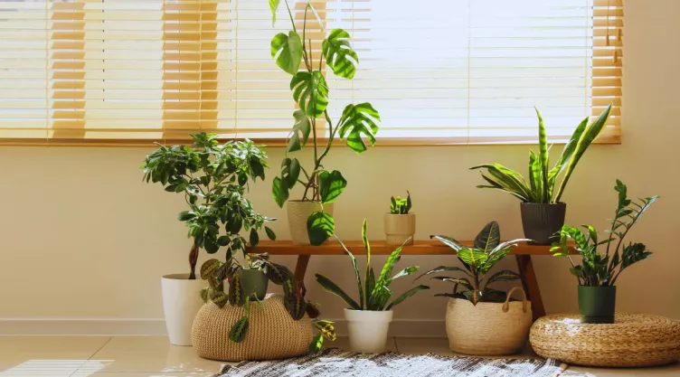 Estas son las 5 plantas que debes tener en casa: alejan la mala energía y atraen la abundancia