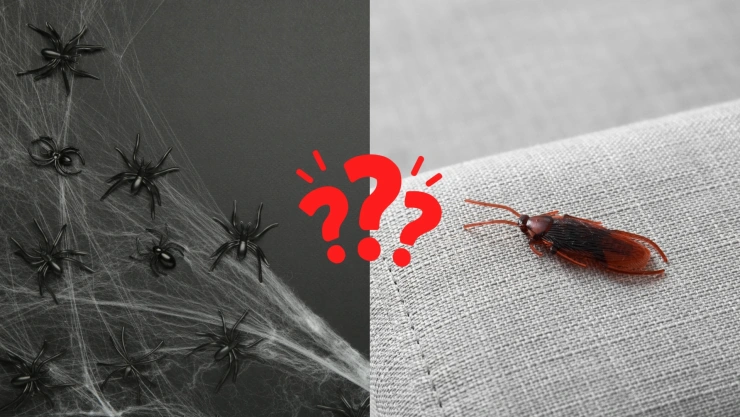Cómo ahuyentar arañas y cucarachas de mi casa: 3 ideas para hacerlo