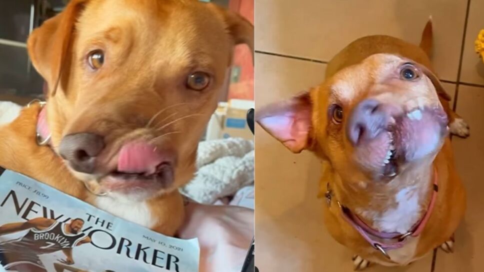 Picasso, perrito, redes.jpg