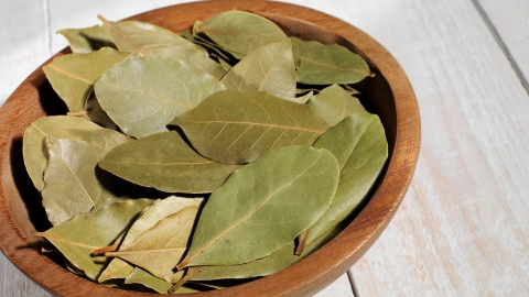 Hojas de laurel