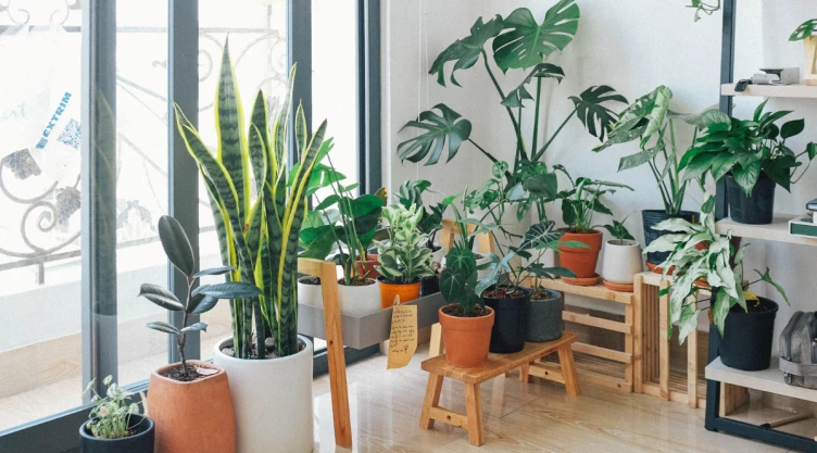 plantas (2).png