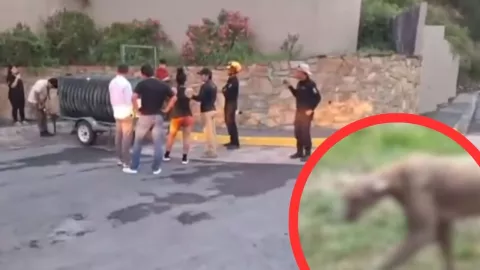 Captan a puma acechando a su presa en una colonia de Monterrey; activan alerta