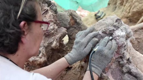 Dinosaurio m&aacute;s grande en Europa