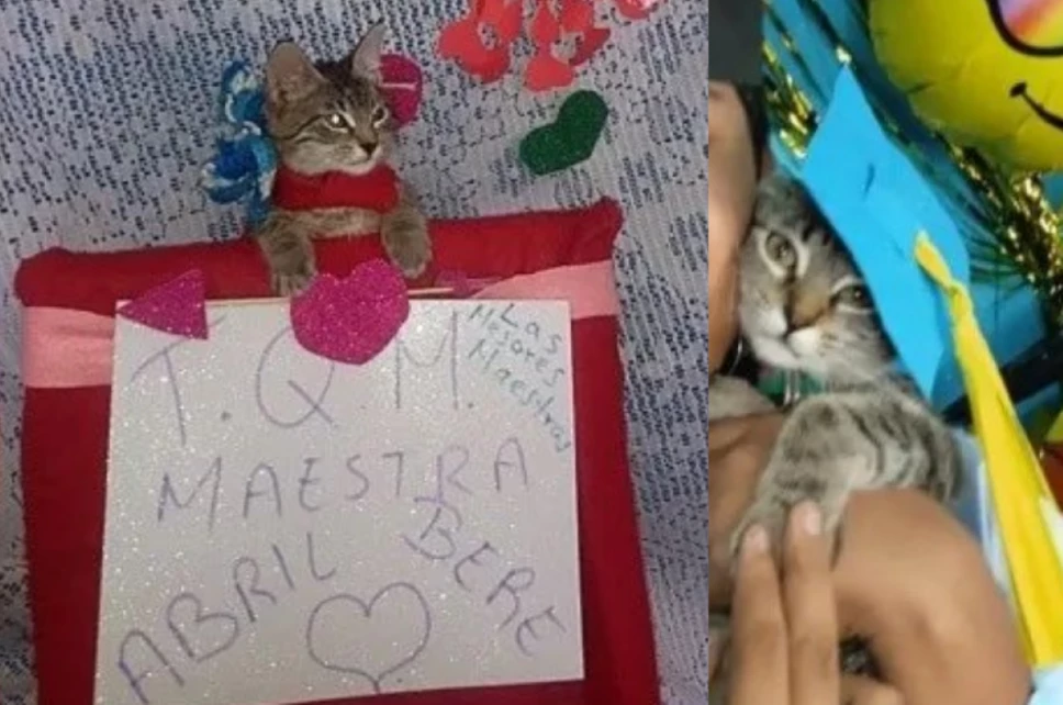 gatita foto de graduación.png