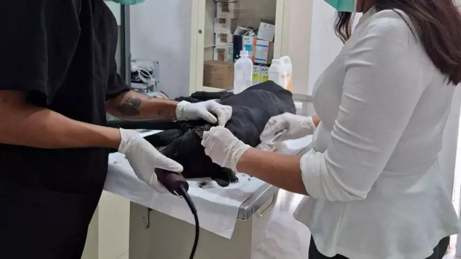 Rescatan a perrita maltratada en SM 72 de Cancún.jpg