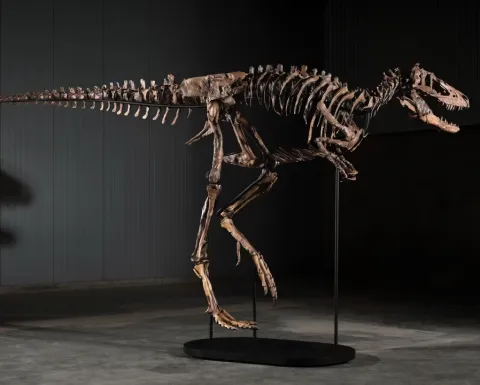 Fósil de dinosaurio Nanotyrannus llamado Jodi montado de perfil sobre una base negra en una sala de exhibición.