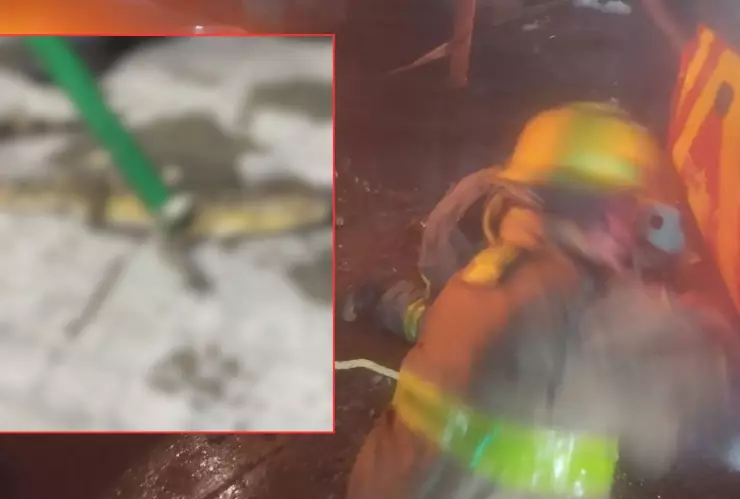 Hallan caimán en León