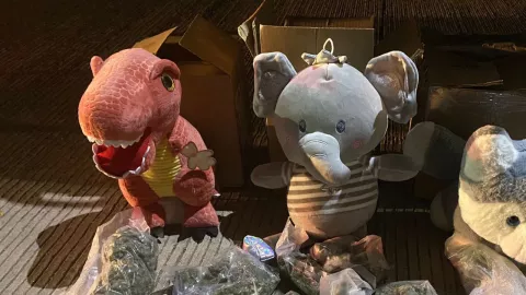 Guardia Nacional descubre marihuana dentro de osos de peluche en Sinaloa