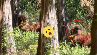 CAPTAN A PIE GRANDE EN UN BOSQUE